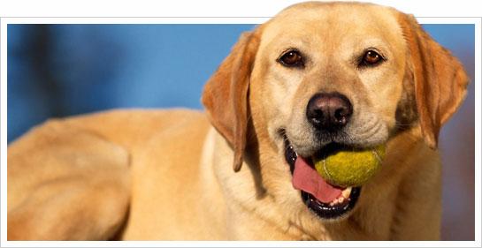 intro-dog